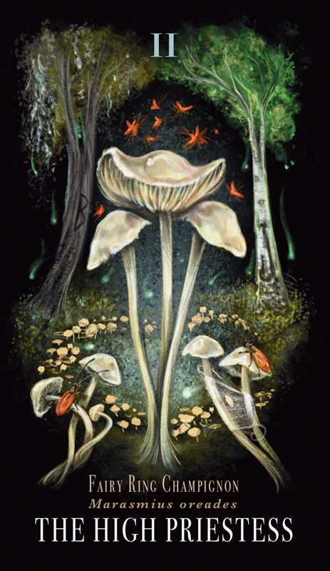 Mushroom Tarot Deck | Midnight Magic by Sara Richard