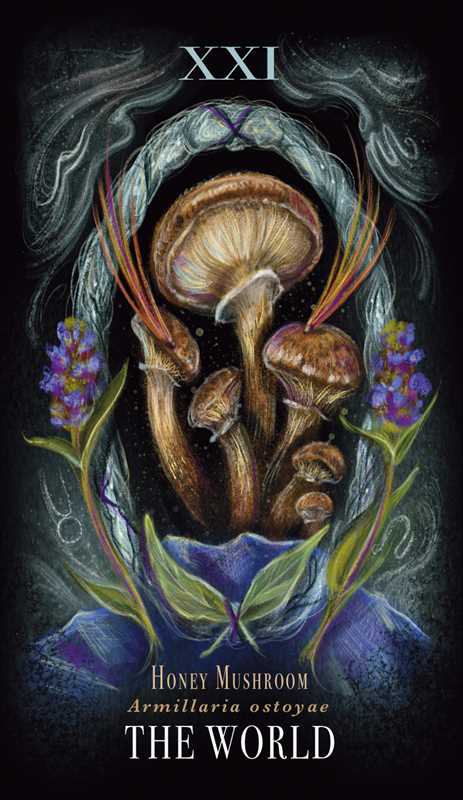 Mushroom Tarot Deck | Midnight Magic by Sara Richard