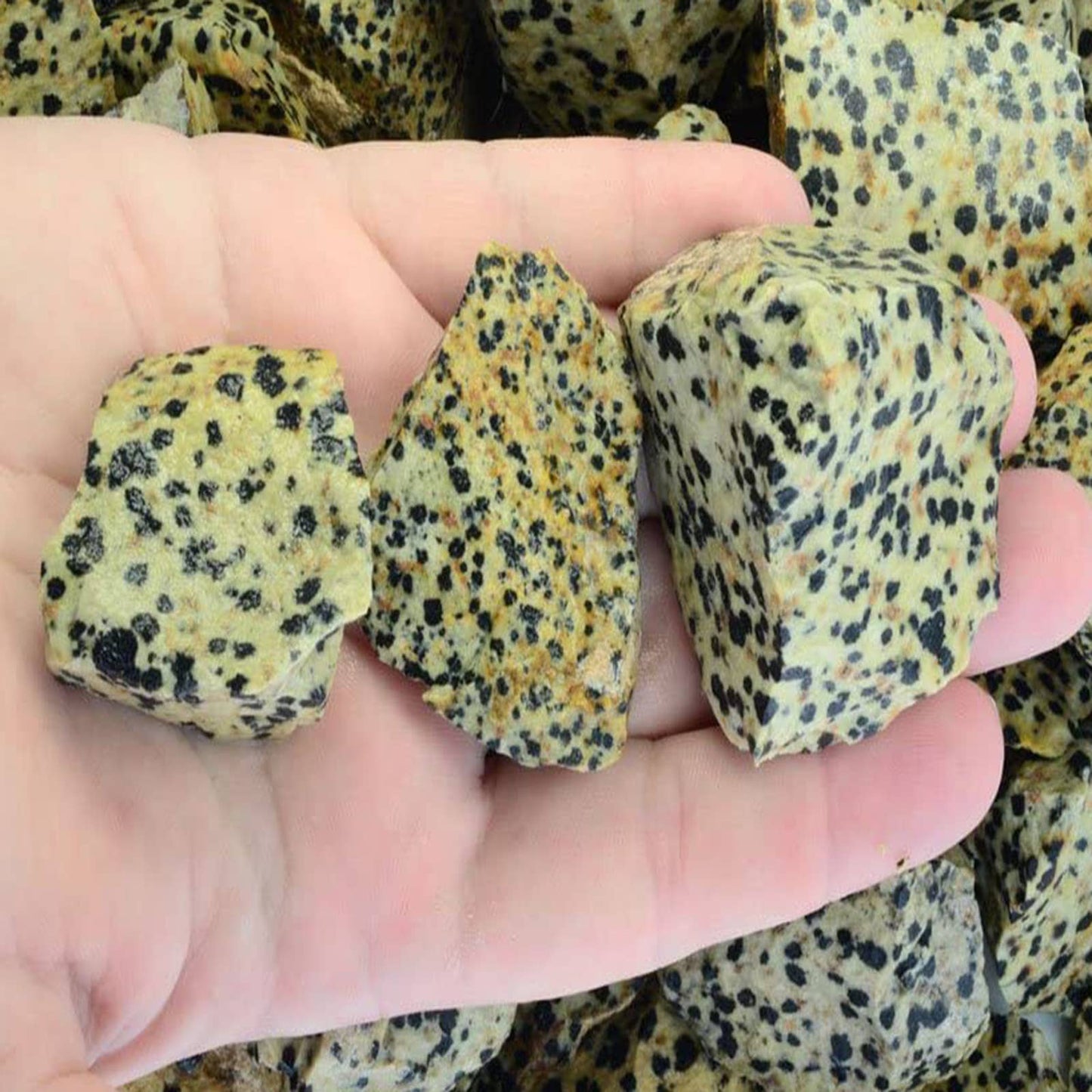 Rough Dalmation Jasper -Mexico-1-2" Raw Natural Stones (1lb)